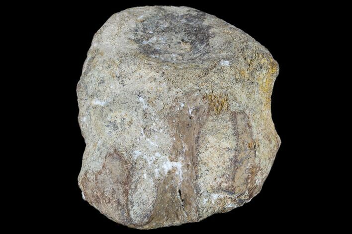 Fossil Unidentified Dinosaur Vertebra - Aguja Formation, Texas #116723